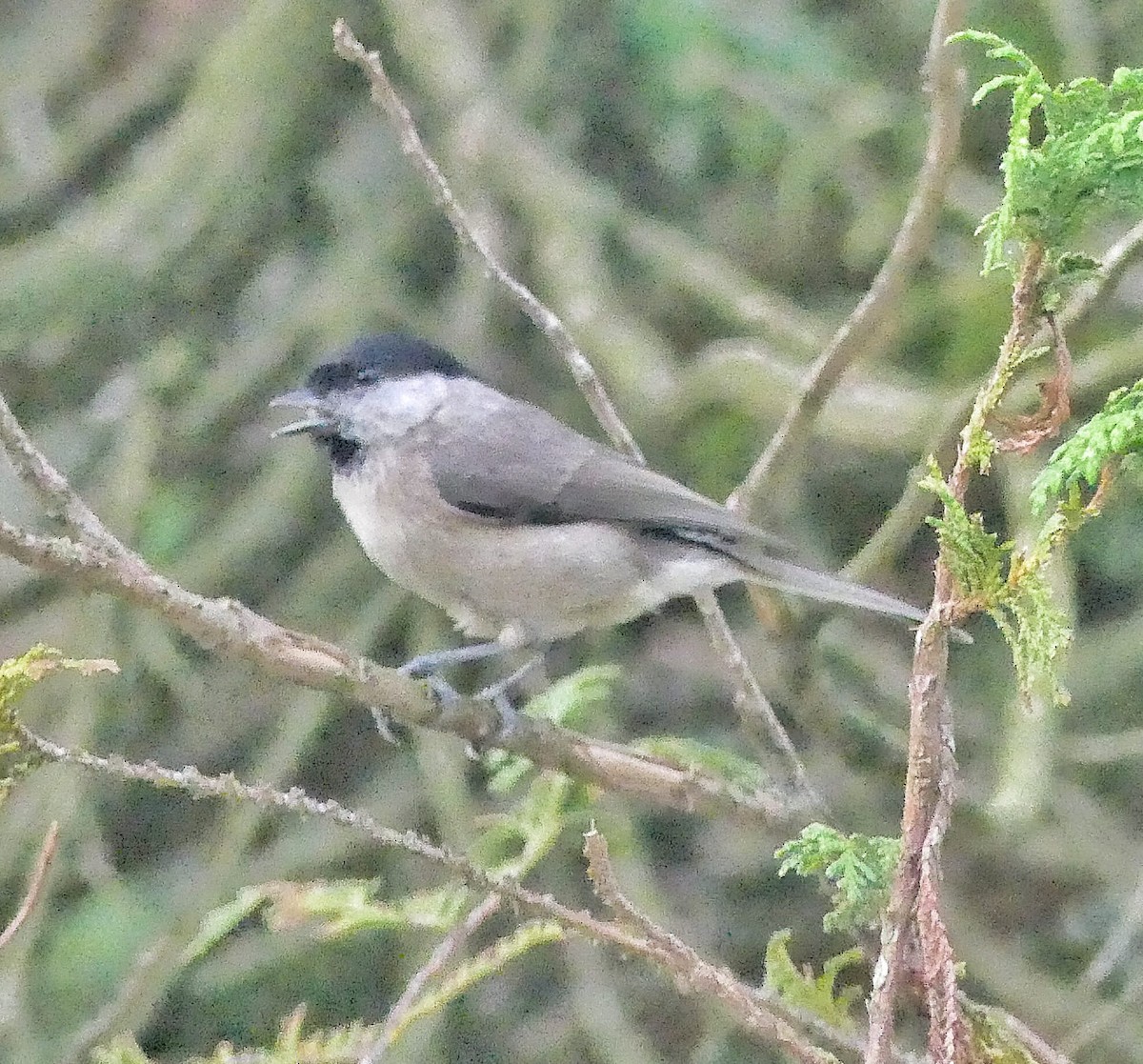 Marsh Tit - ML624456746