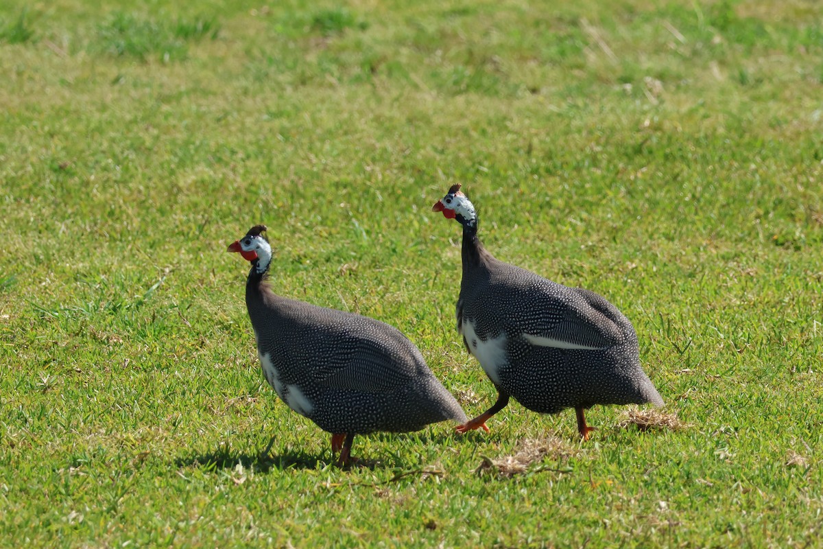 Helmeted Guineafowl (Domestic type) - Kerr Brad