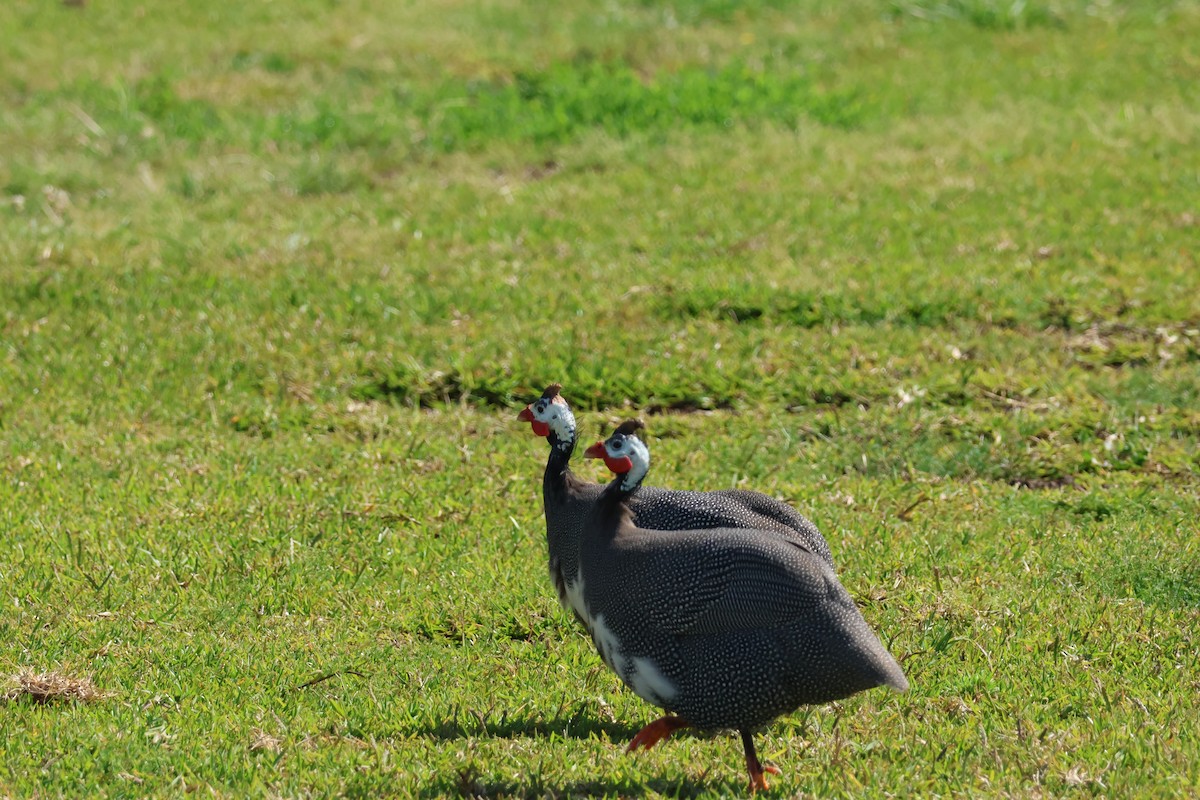 Helmeted Guineafowl (Domestic type) - ML624456799