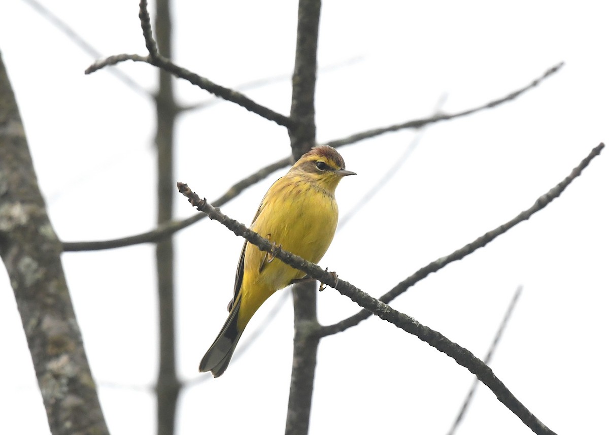 Palm Warbler (Yellow) - ML624456810