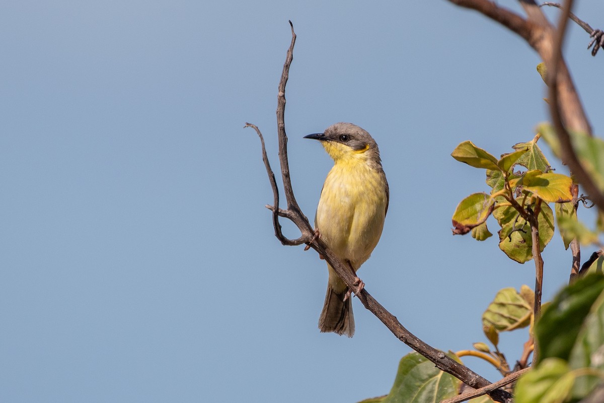 Gray-headed Honeyeater - ML624456812