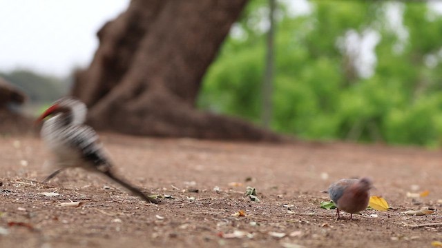 Southern Red-billed Hornbill - ML624456830