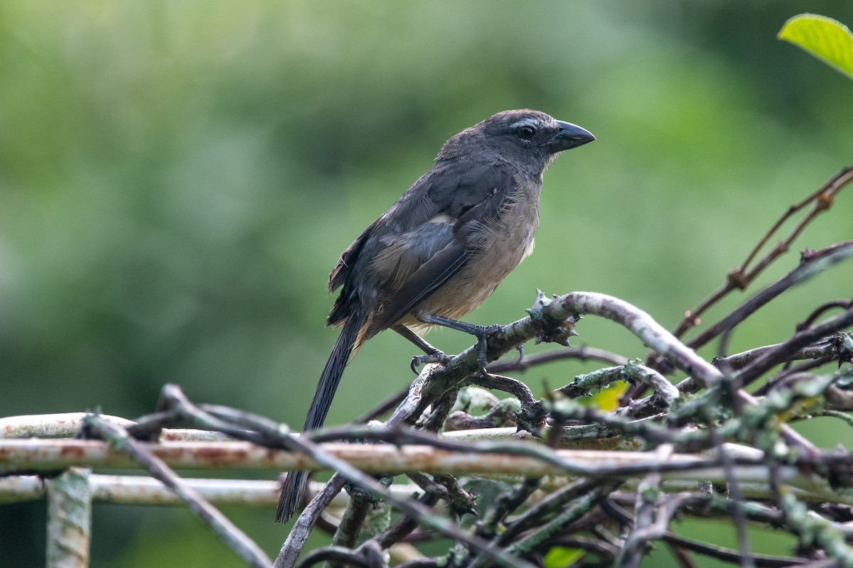 Cinnamon-bellied Saltator - John Boyce