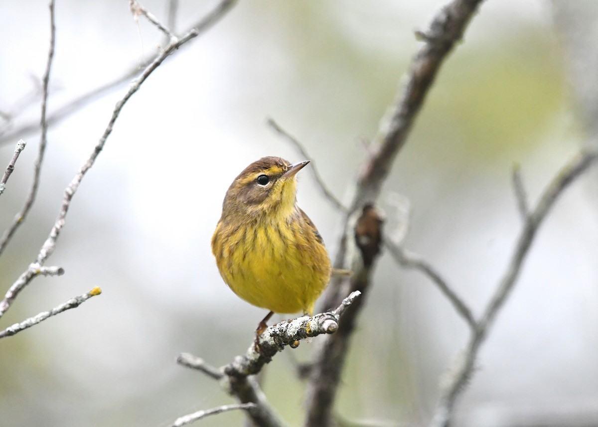 Palm Warbler (Yellow) - Gary Chapin