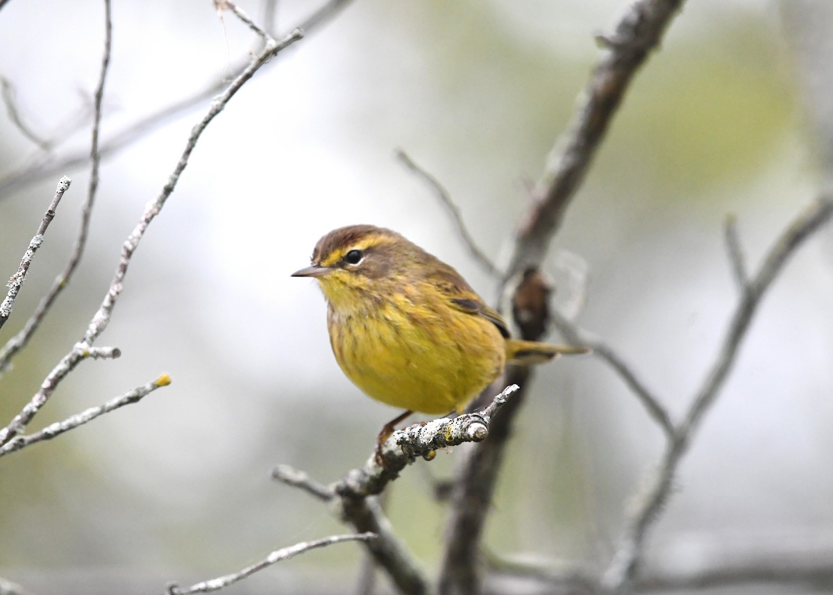 Palm Warbler (Yellow) - ML624456927