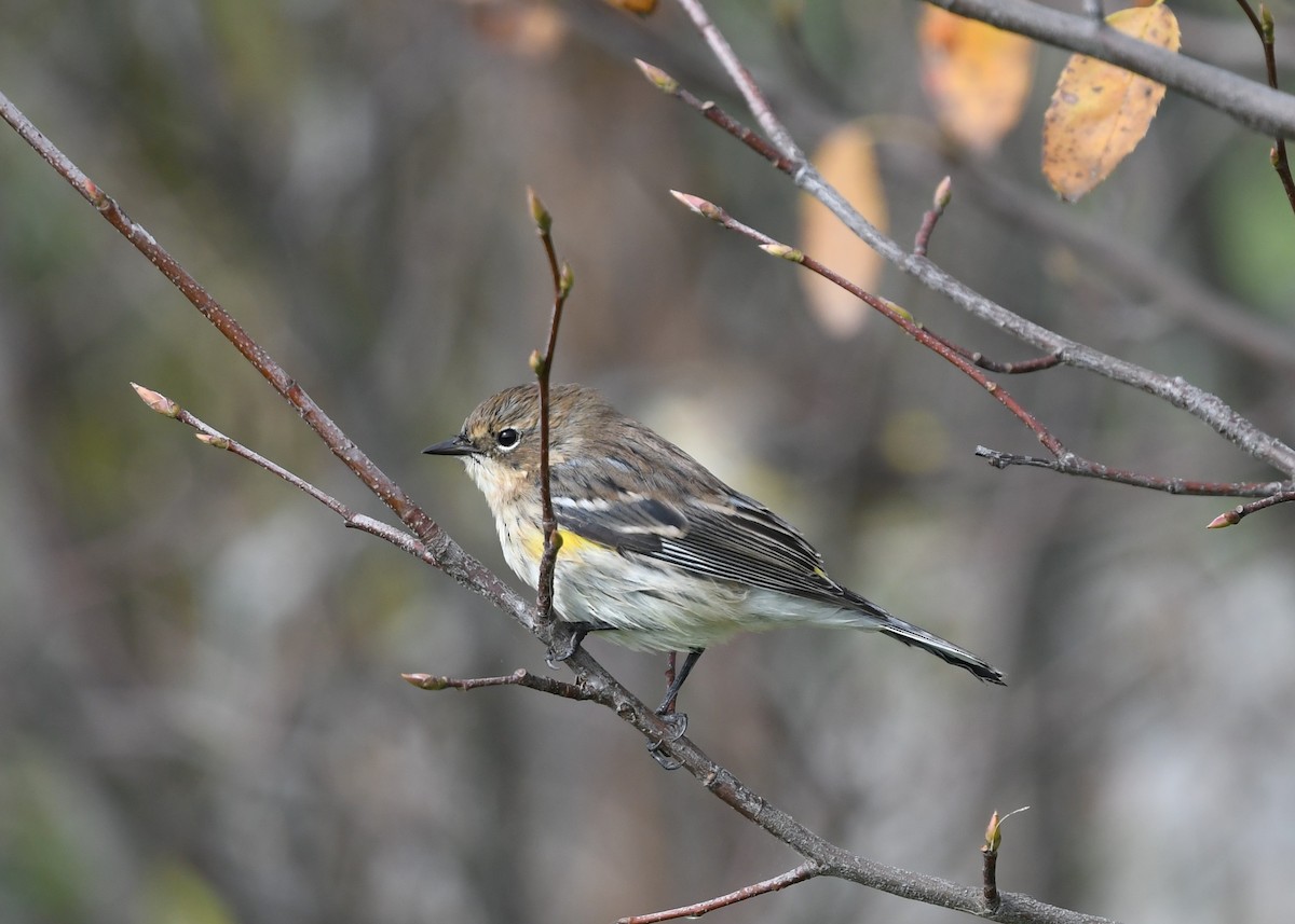 Yellow-rumped Warbler - ML624457016