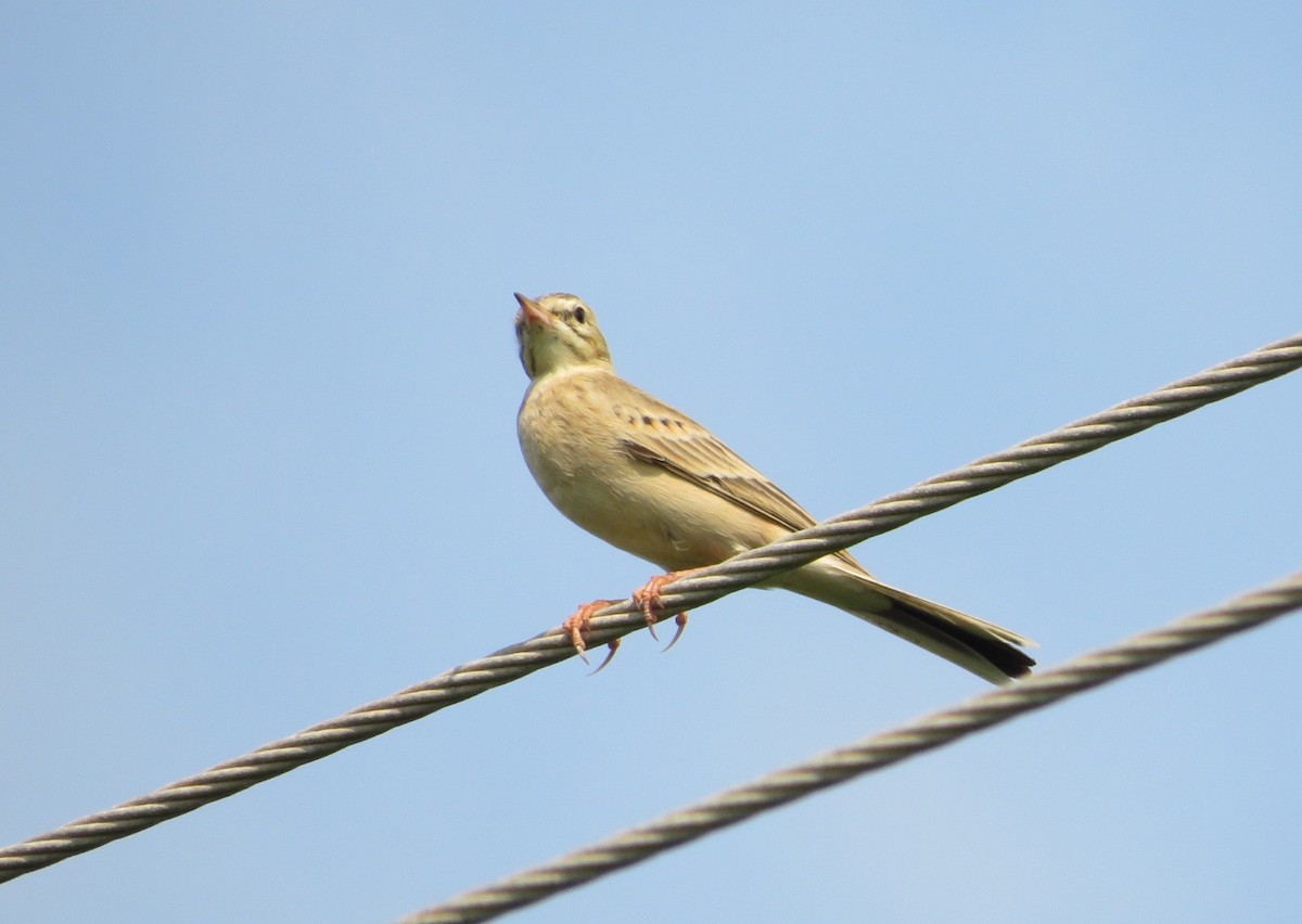 Tawny Pipit - Mahmadanesh Khira