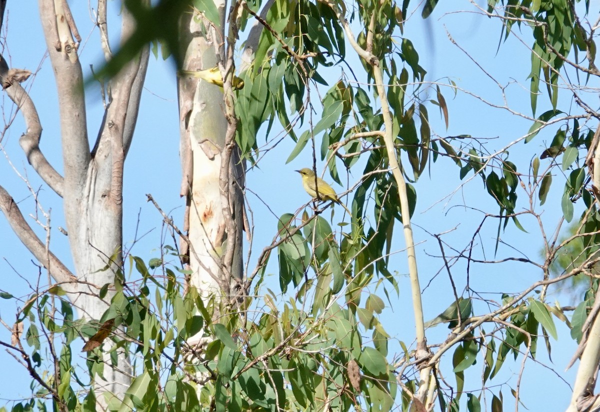 Yellow Honeyeater - ML624457108