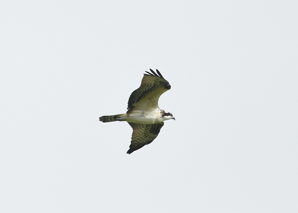 Osprey - ML624457136