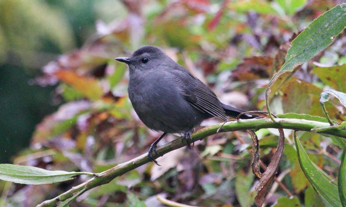 Gray Catbird - ML624457215