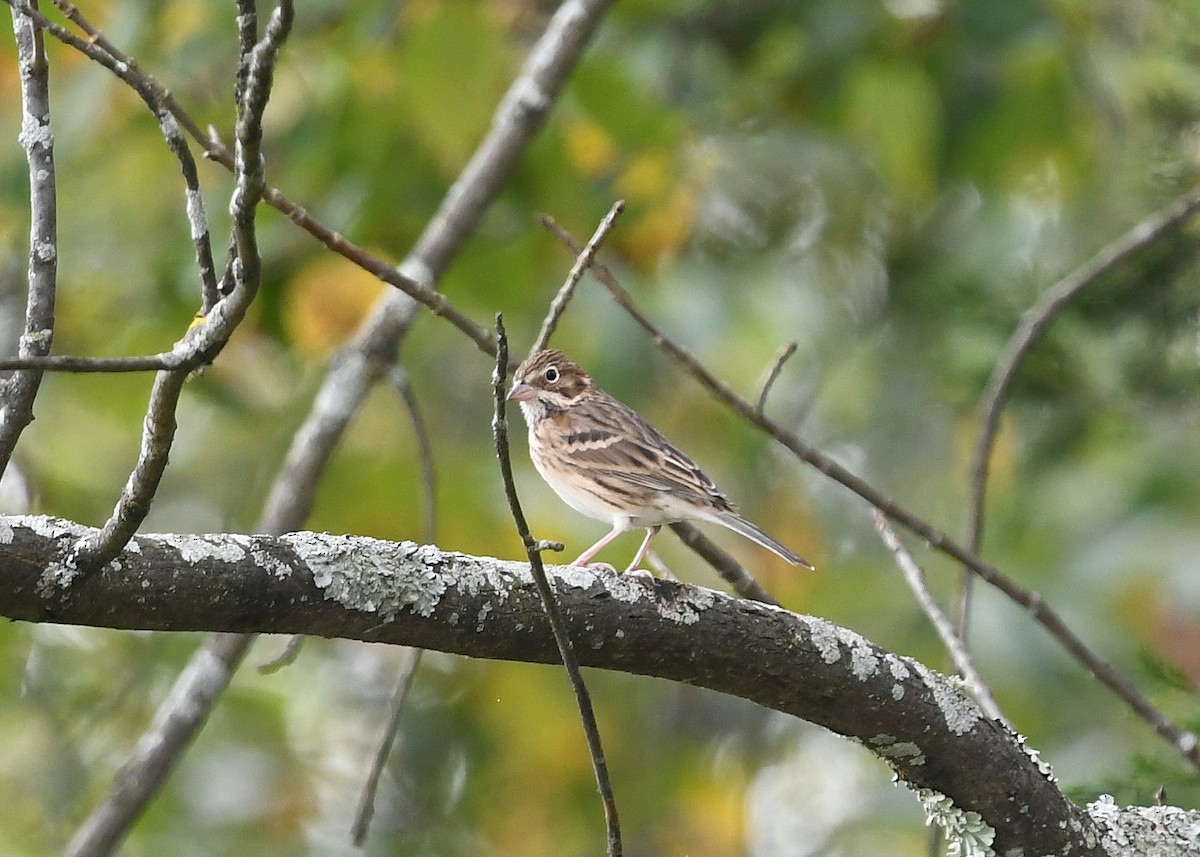 Vesper Sparrow - Gary Chapin