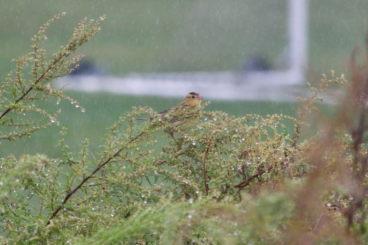 Bobolink - ML624457220