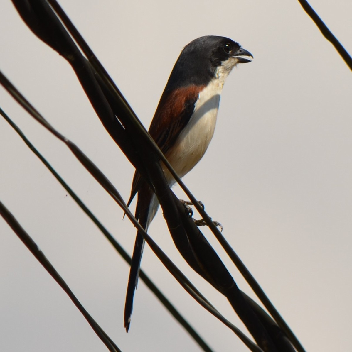 Burmese Shrike - ML624457322