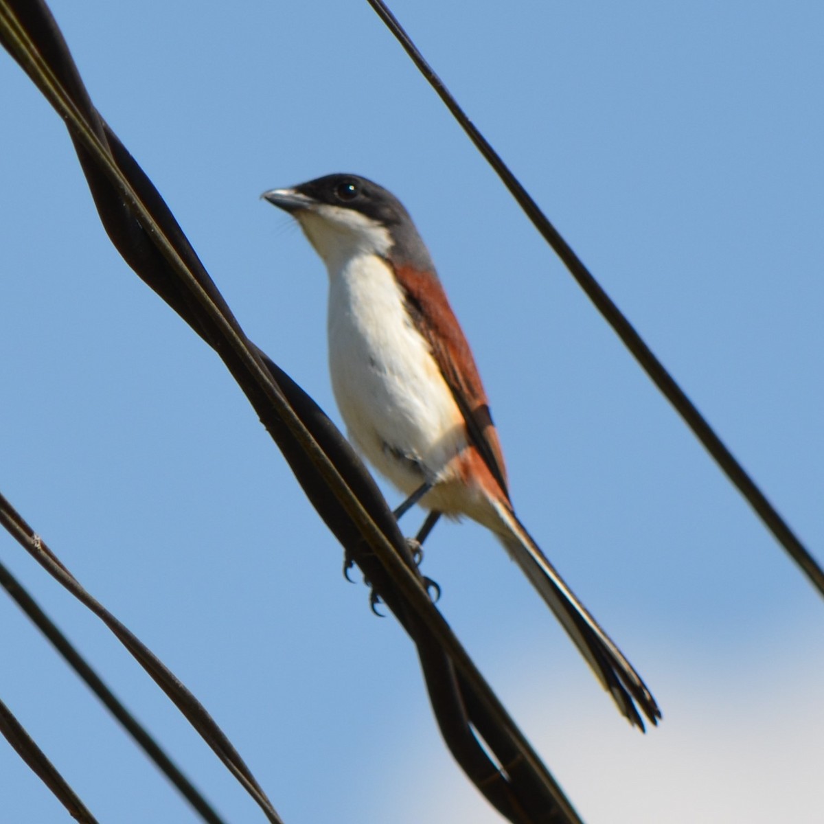 Burmese Shrike - ML624457323