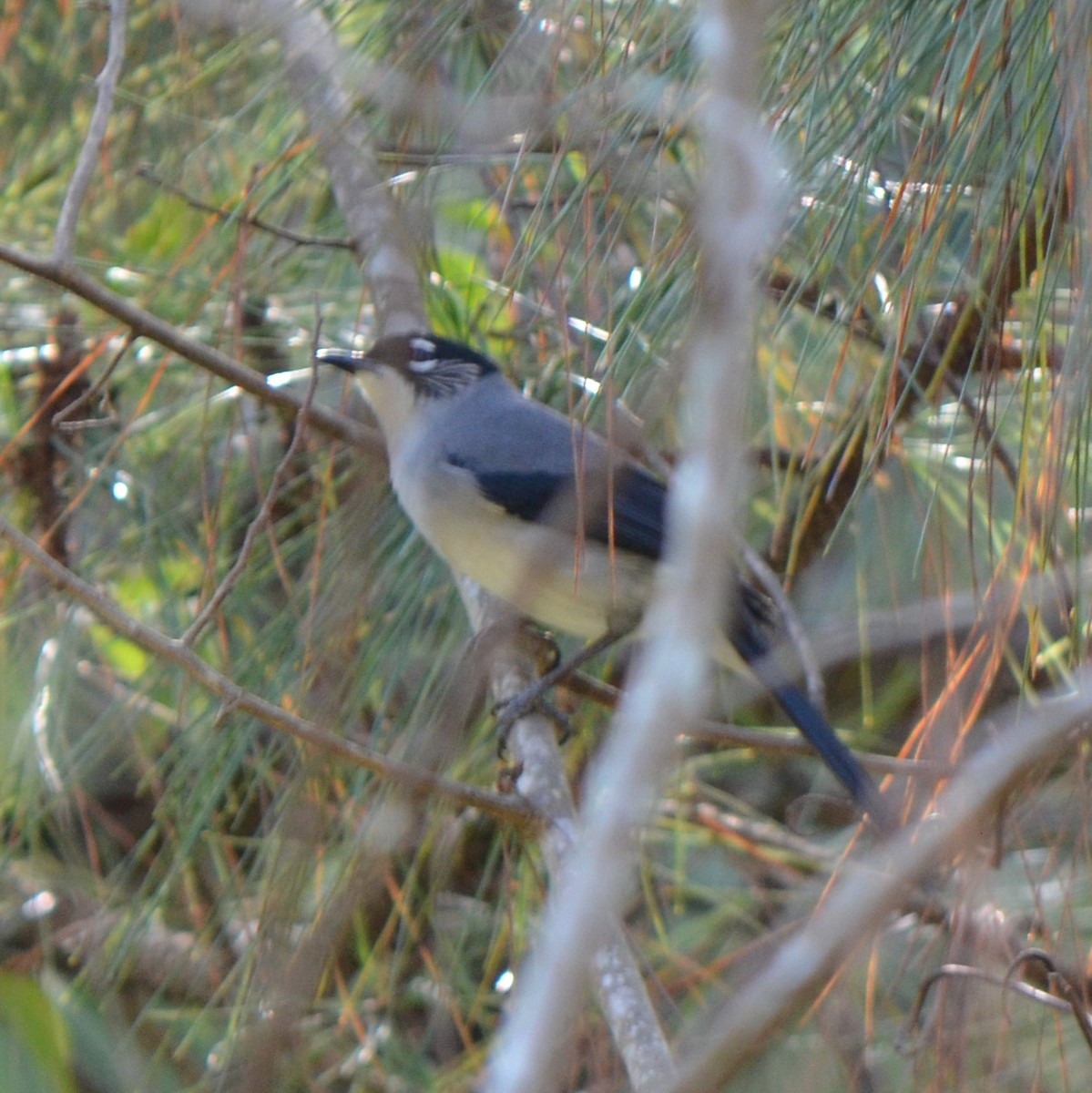 Black-headed Sibia - ML624457352