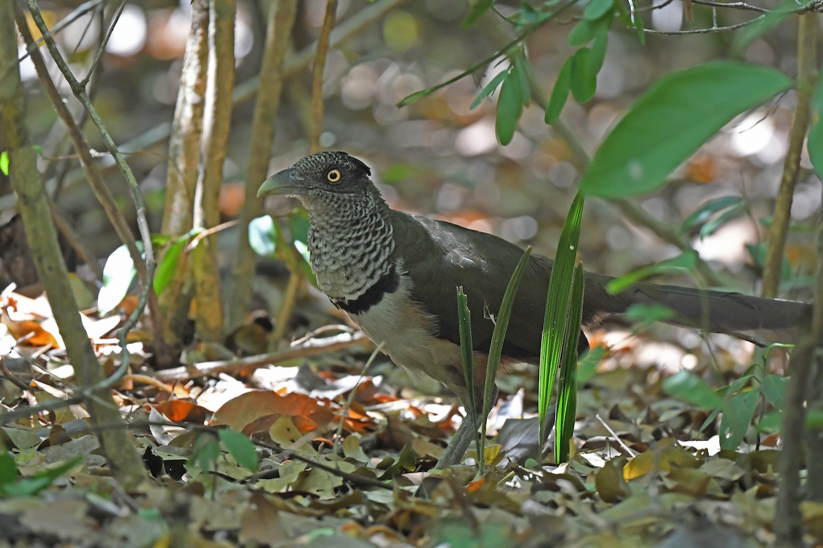 Rufous-vented Ground-Cuckoo - ML624457409