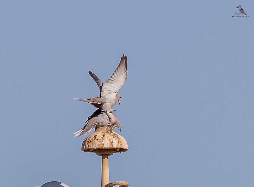 Eurasian Collared-Dove - ML624457417