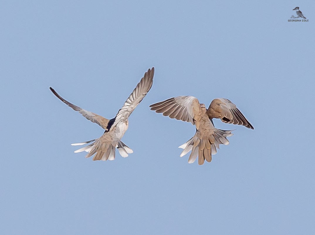 Eurasian Collared-Dove - ML624457418