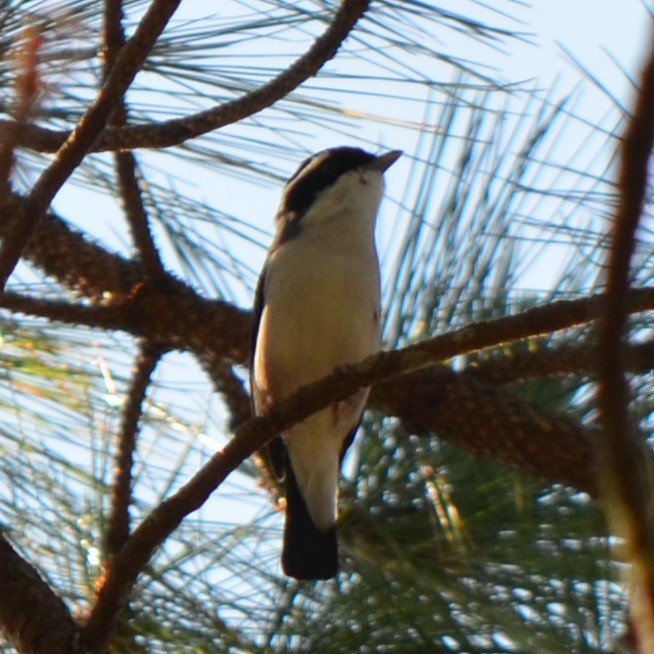White-browed Shrike-Babbler (Dalat) - ML624457426