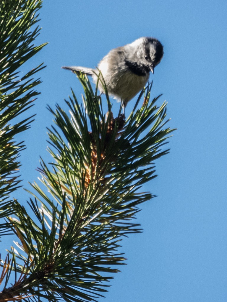 Mountain Chickadee - ML624457484