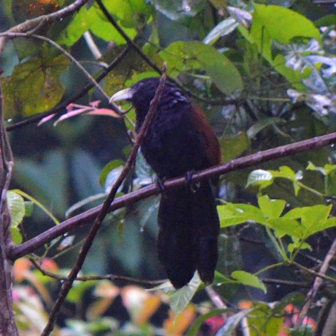 Green-billed Coucal - ML624457506