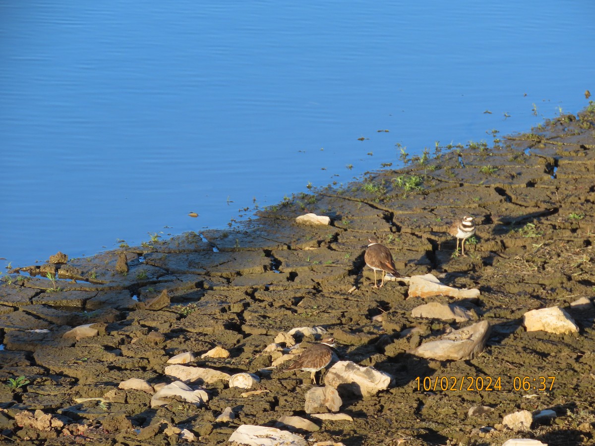 Killdeer - ML624457575