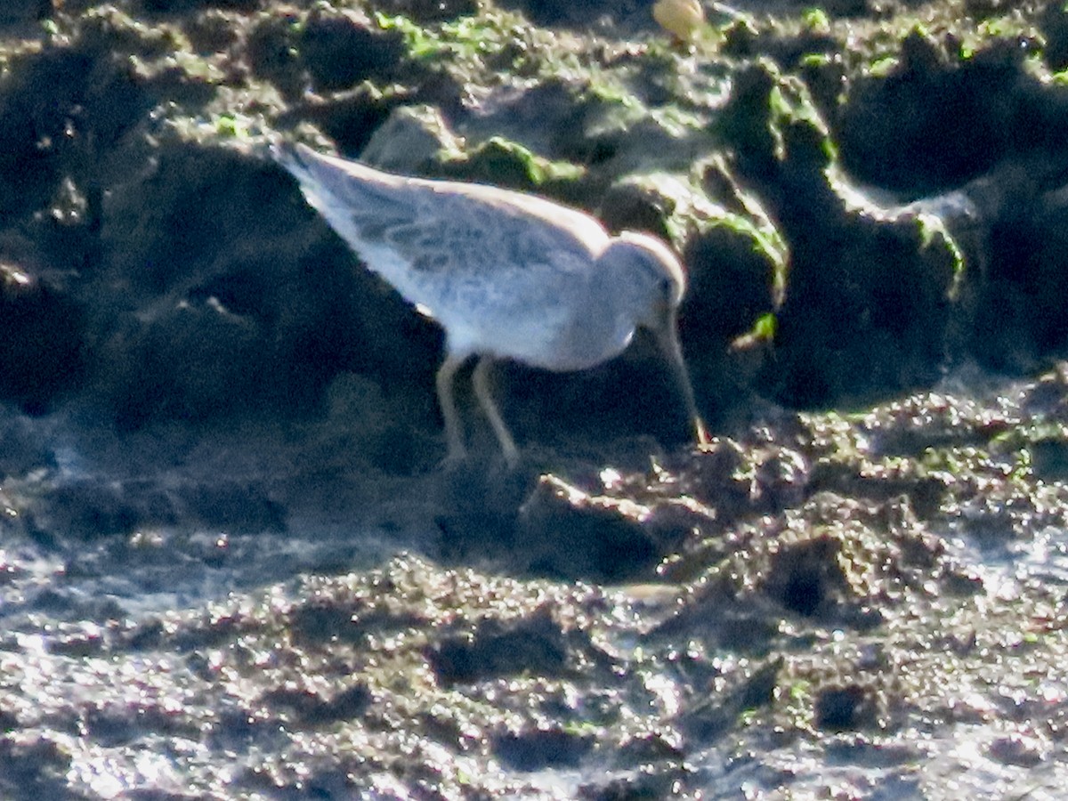 Long-billed Dowitcher - ML624457580