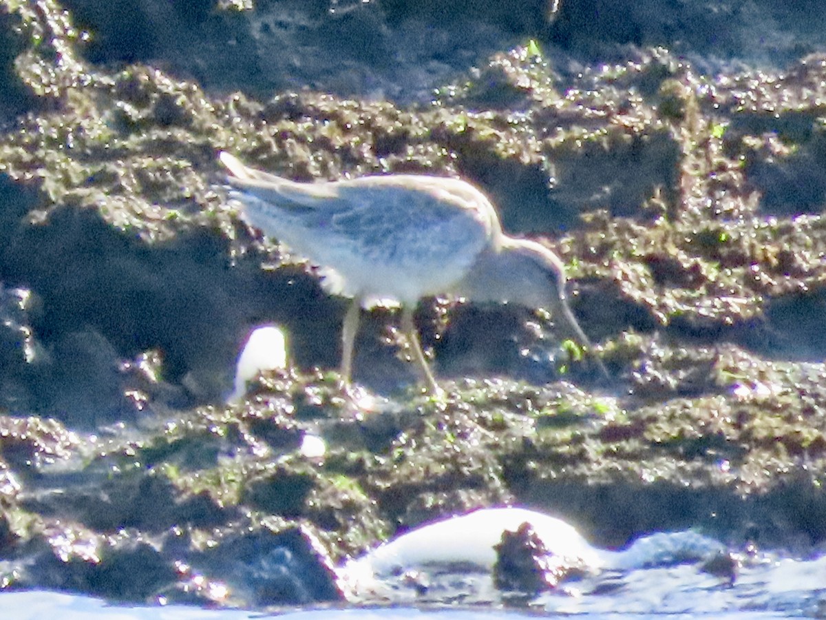 Long-billed Dowitcher - ML624457583