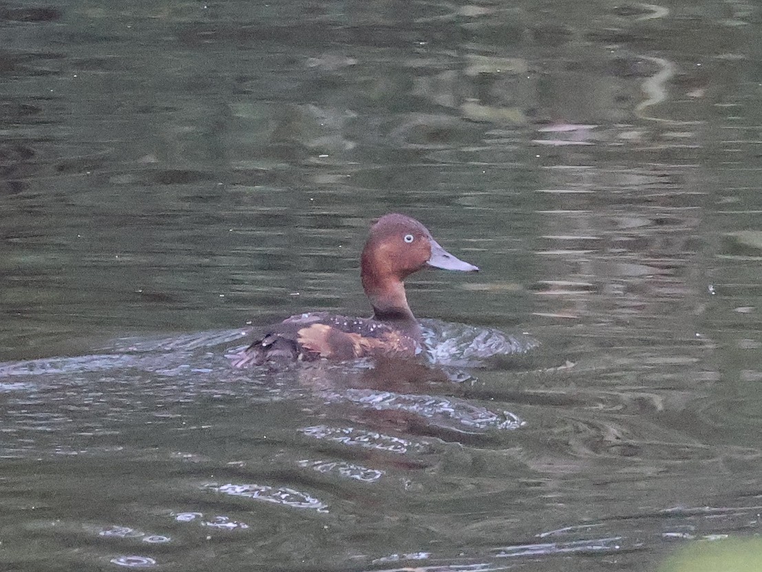 Ferruginous Duck - ML624457585