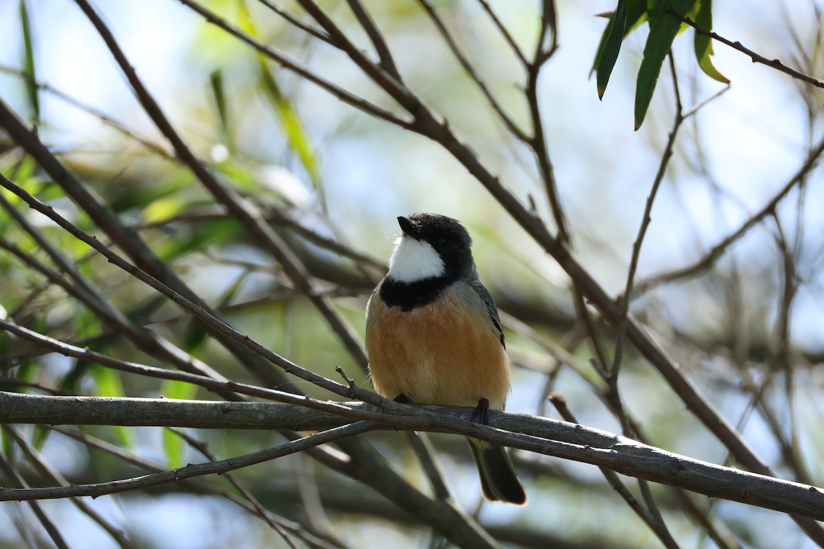 Rufous Whistler - ML624457586