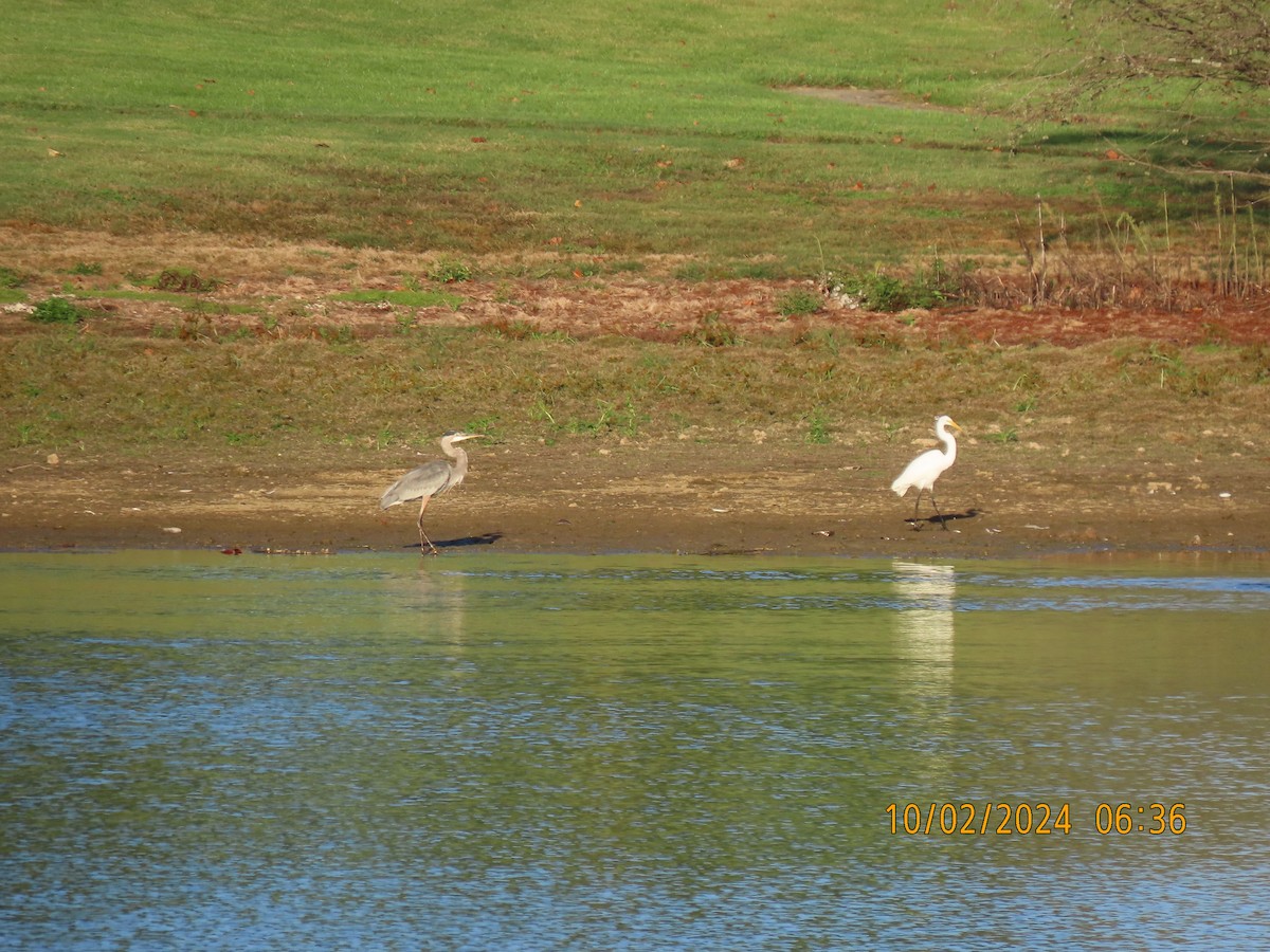 Great Egret - ML624457587