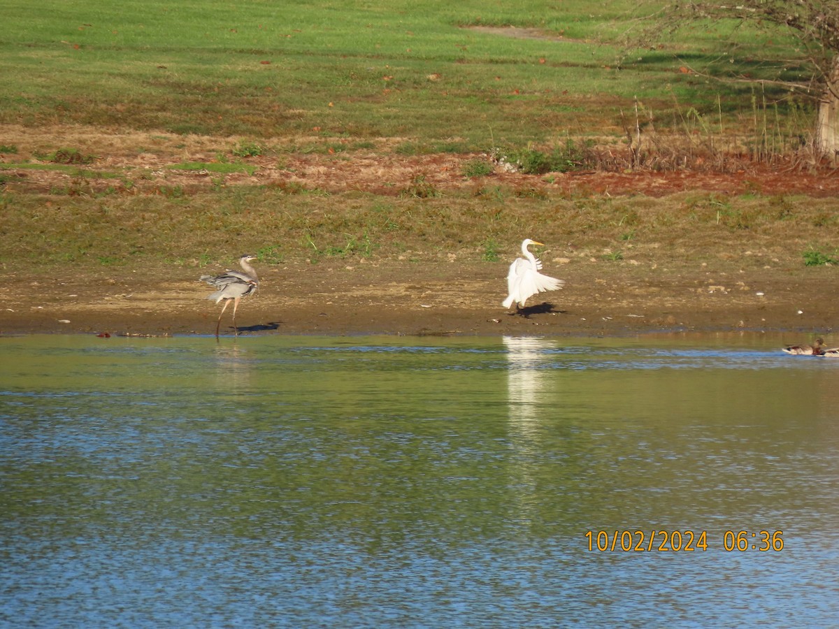 Great Egret - ML624457588