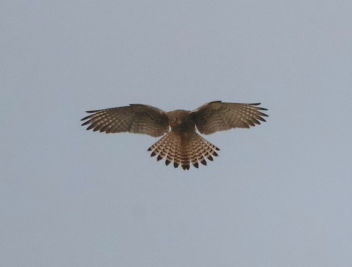 Eurasian Kestrel - ML624457589