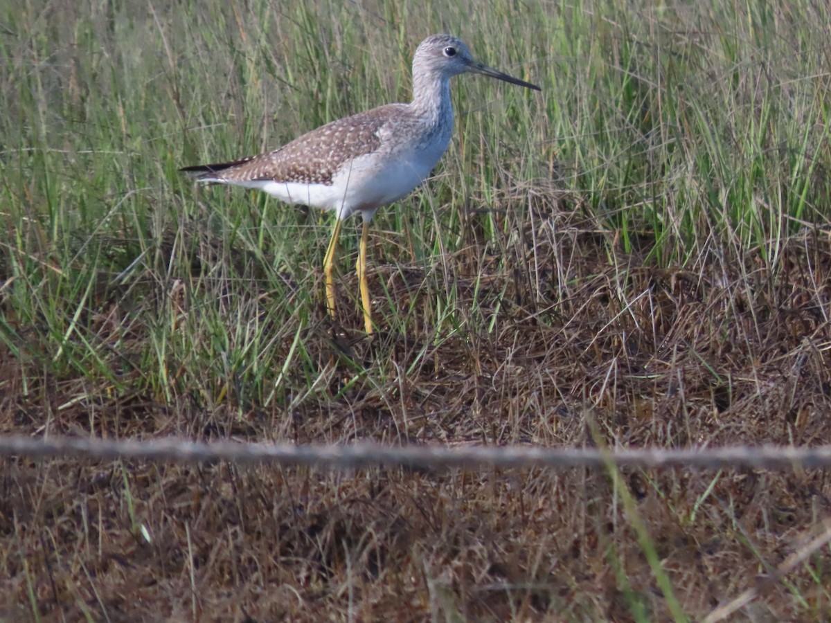 Greater Yellowlegs - Roy Howard