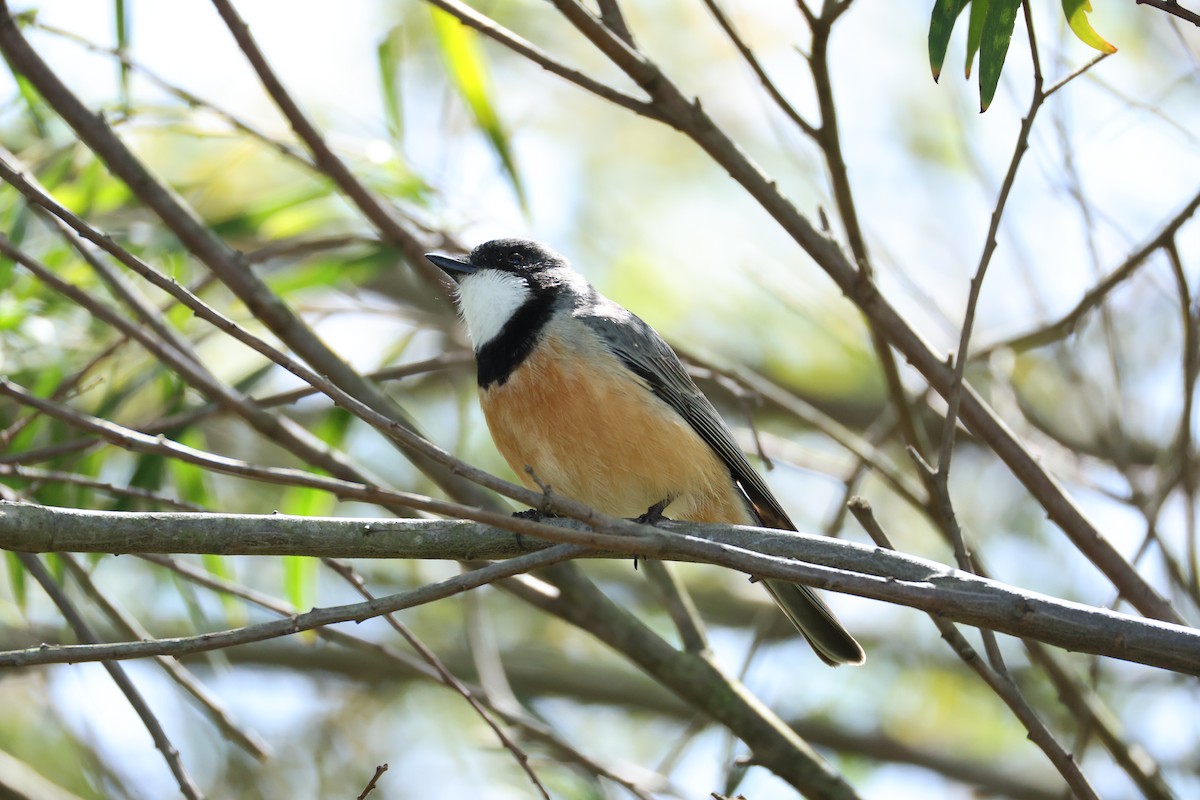 Rufous Whistler - ML624457594