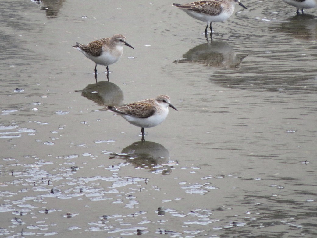 Red-necked Stint - ML624457597