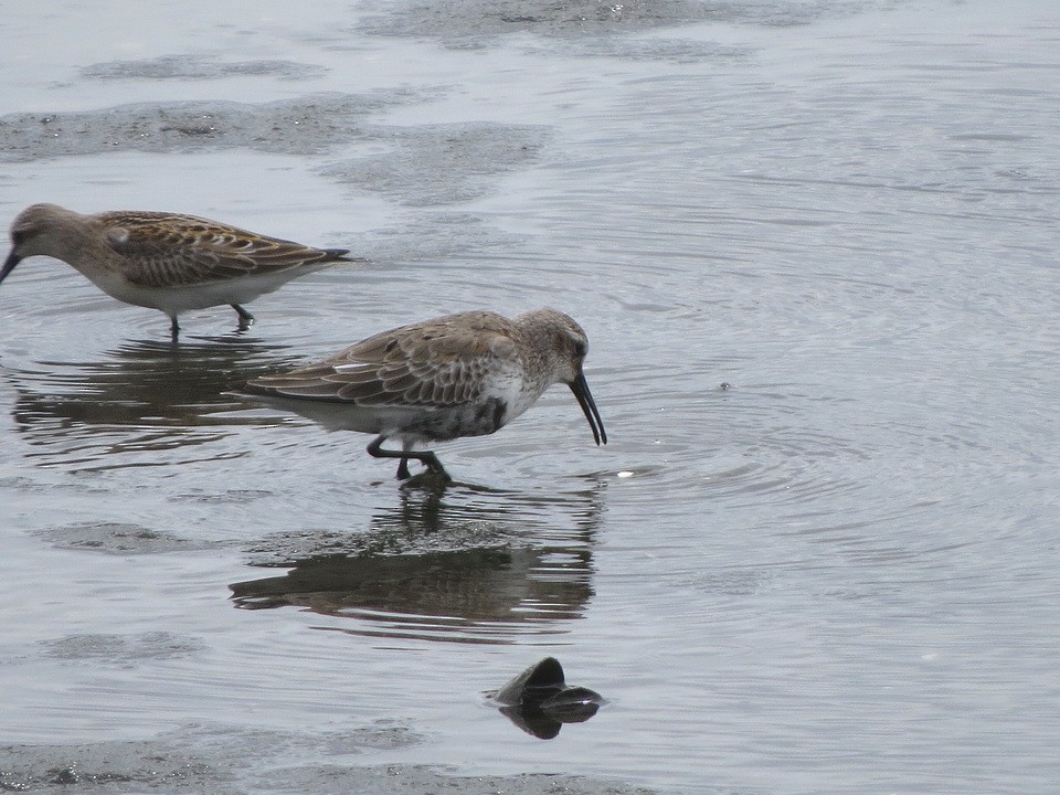 Dunlin - HITOSHI IIZUMI