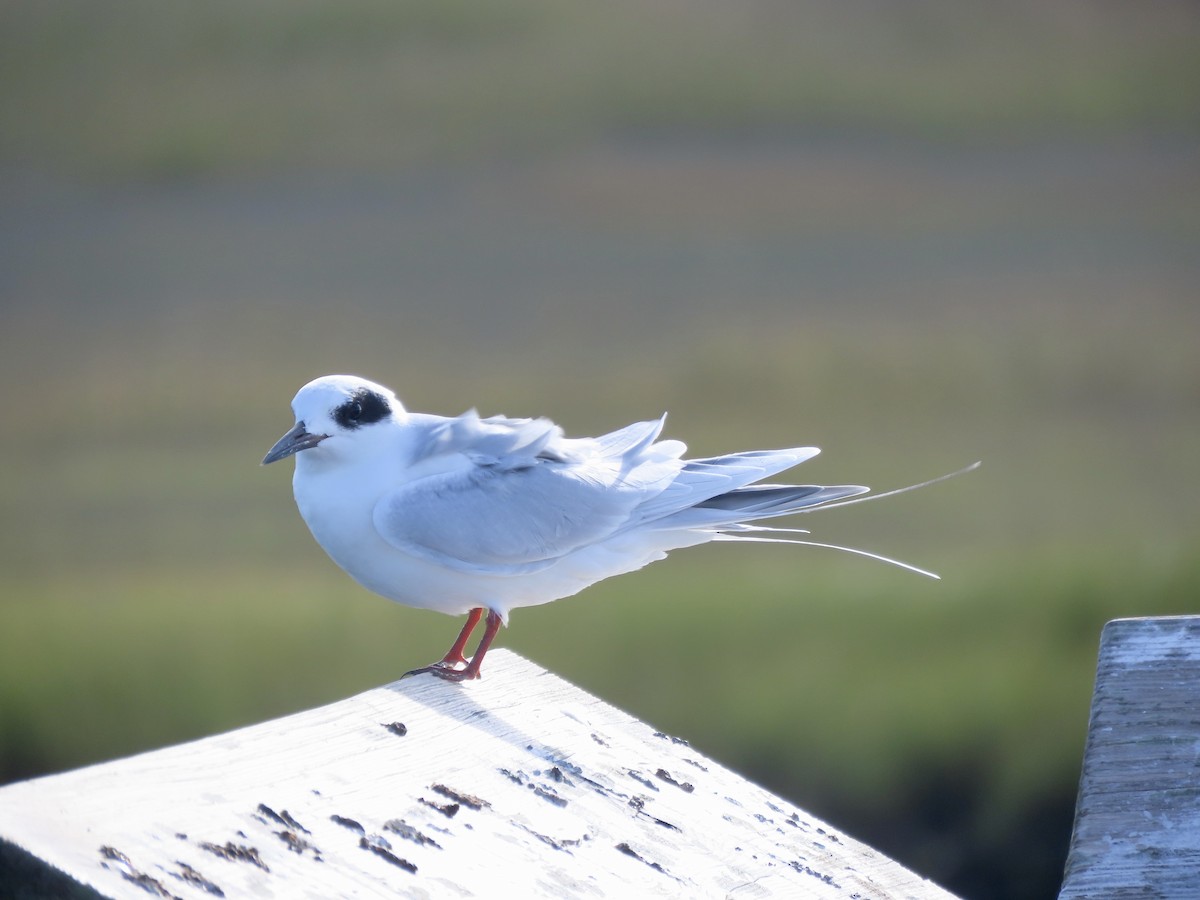 Forster's Tern - ML624457599