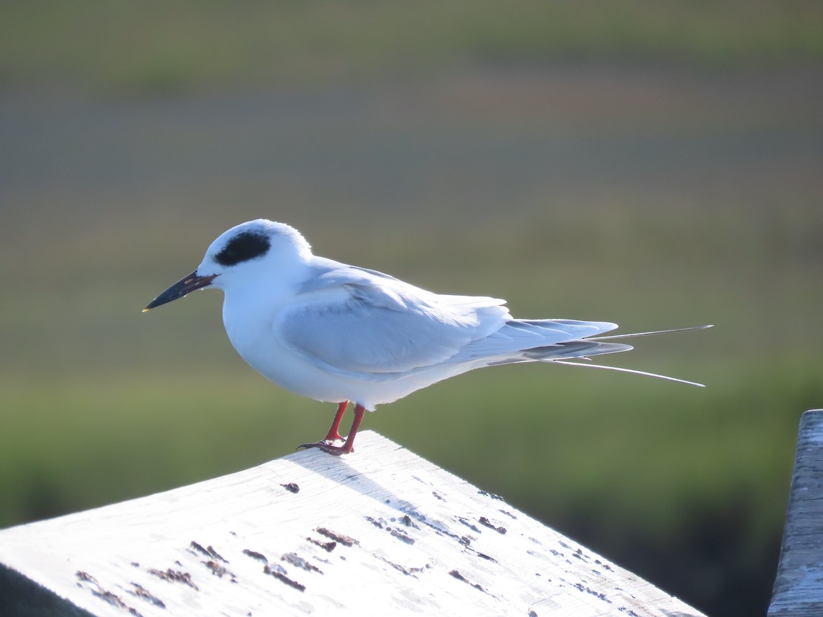 Forster's Tern - ML624457600