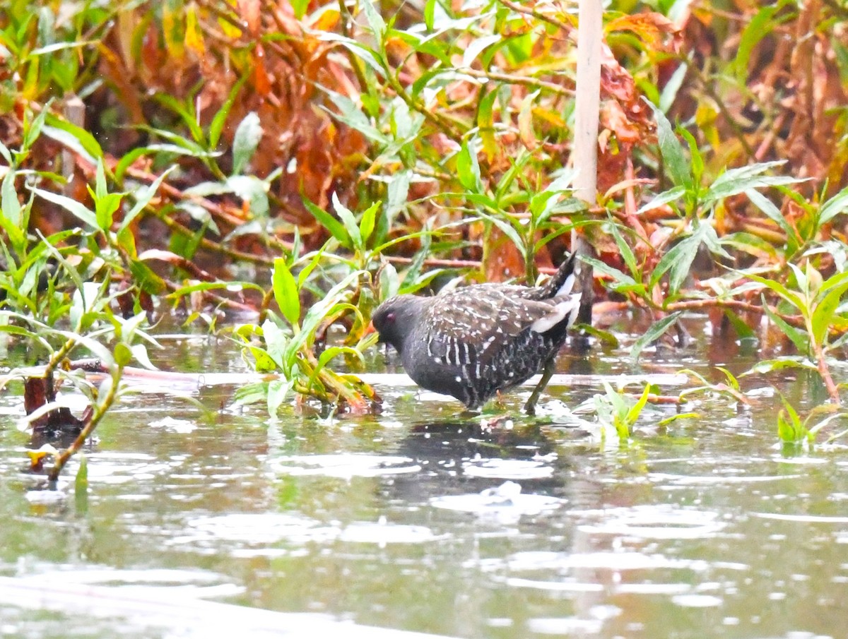 Australian Crake - ML624457601