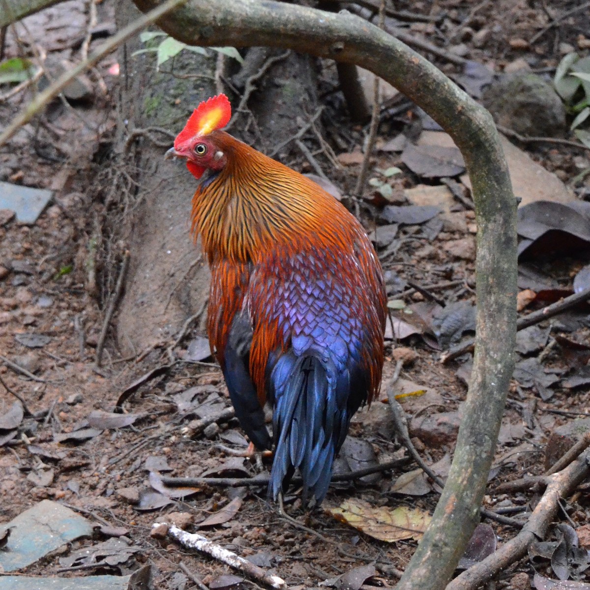 Sri Lanka Junglefowl - ML624457602