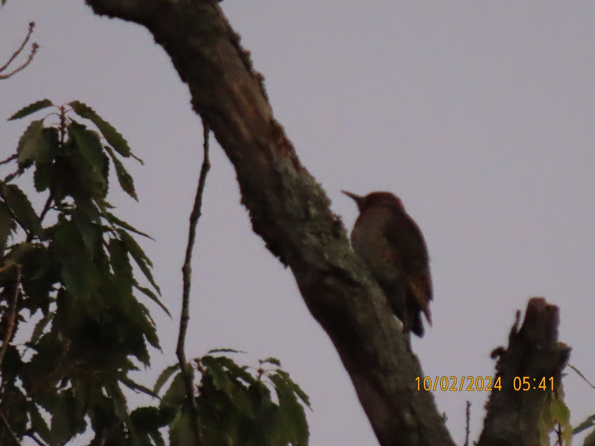 Northern Flicker - ML624457603