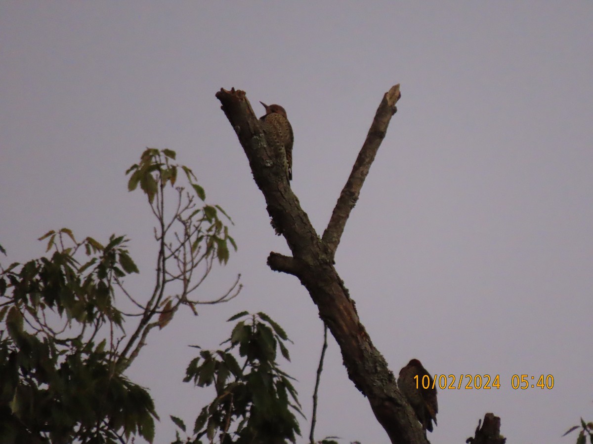 Northern Flicker - ML624457604