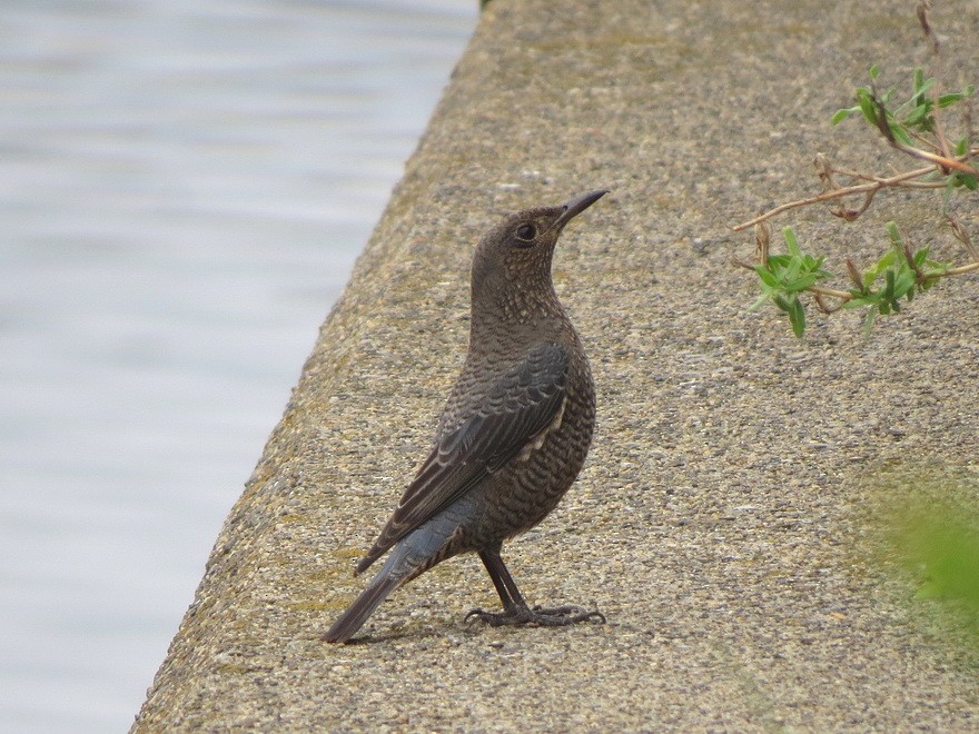 Blue Rock-Thrush - ML624457605