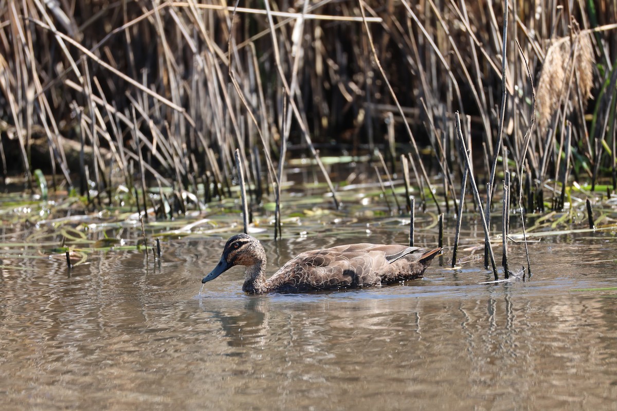 Pacific Black Duck - ML624457606