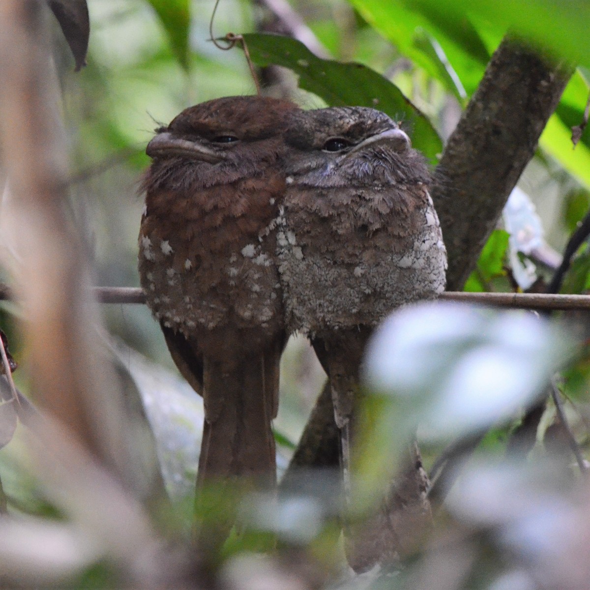 Sri Lanka Frogmouth - ML624457610