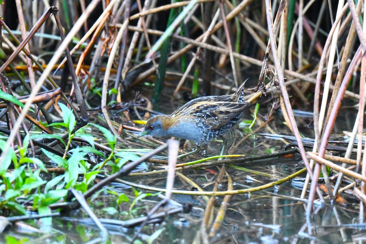 Baillon's Crake - ML624457611