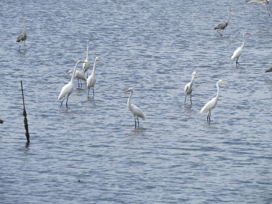 Great Egret - ML624457613