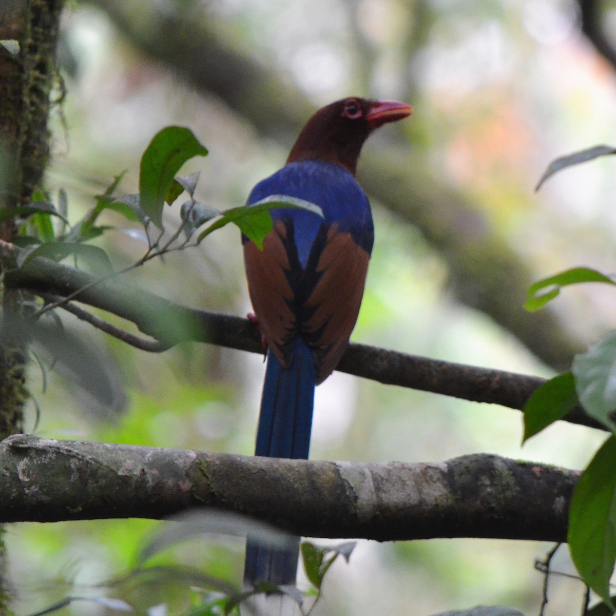 Sri Lanka Blue-Magpie - ML624457616