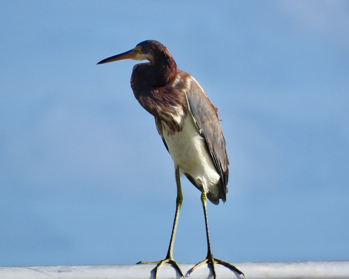 Tricolored Heron - ML624457638